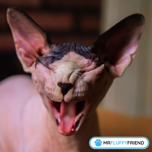 what causes a cat to sneeze