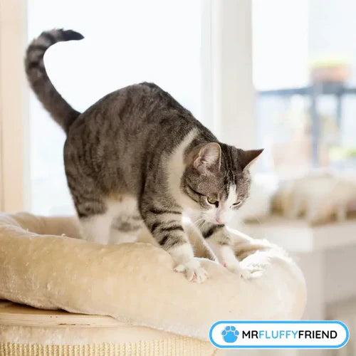 Why Do Cats Knead and Purr