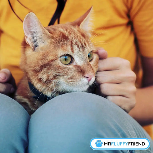 why does my cat drool