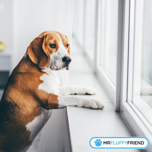 anxious dog remedies