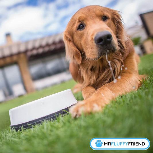 signs of dehydration in dogs