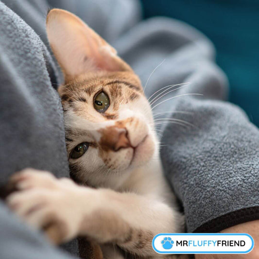 why is my cat so attached to me lately