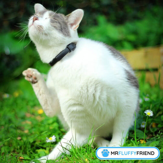 can cats get allergies