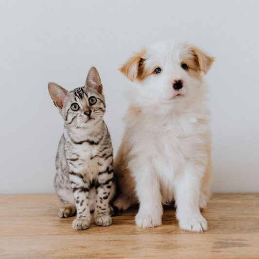 pet sitting vs pet boarding