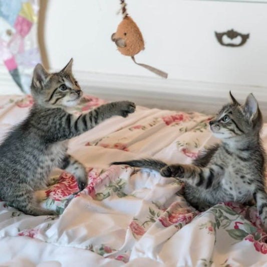 cat behaviour problems