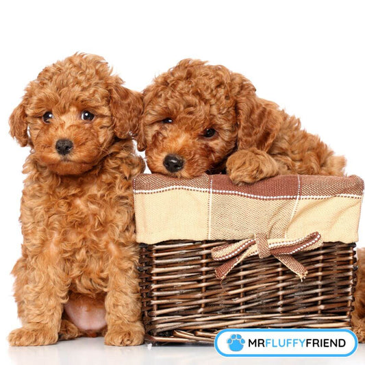 how to prevent separation anxiety in puppies