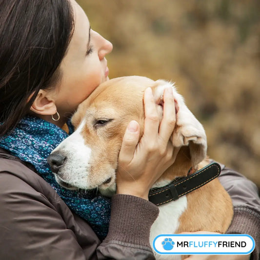 A person gently embraces a sad looking beagle in a soft, natural background.