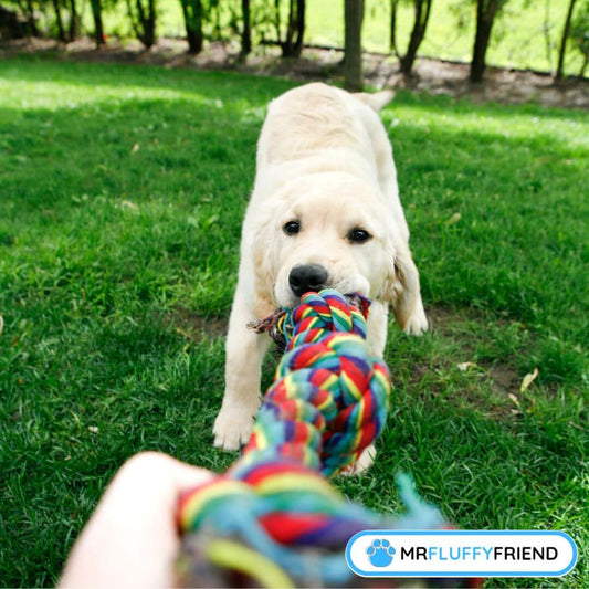 How Much Exercise Does A Puppy Need?