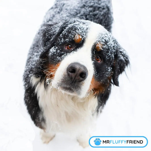 winter grooming for dogs