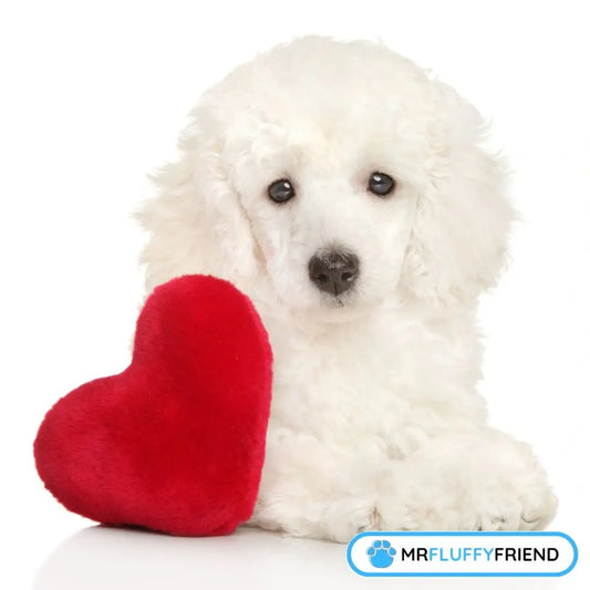 does my dog know i love him