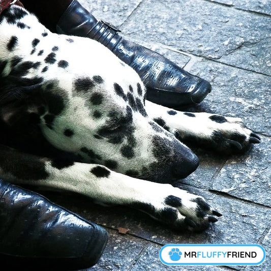 A sleeping Dalmatian dog near their owner's feet