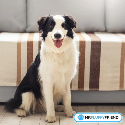 how to keep dog off couch, Black and white Border Collie sitting beside a couch