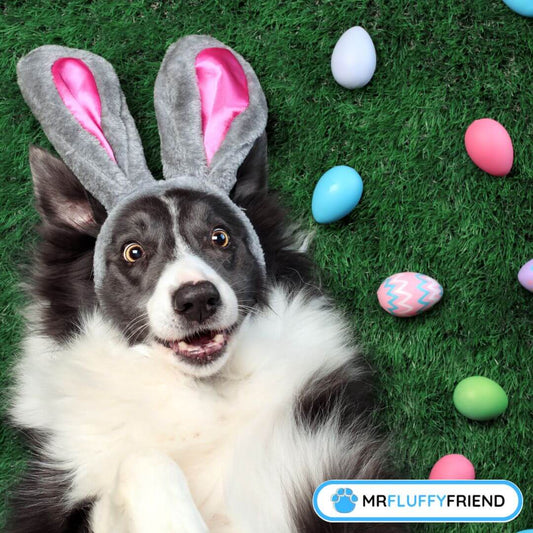 easter-basket-for-pets