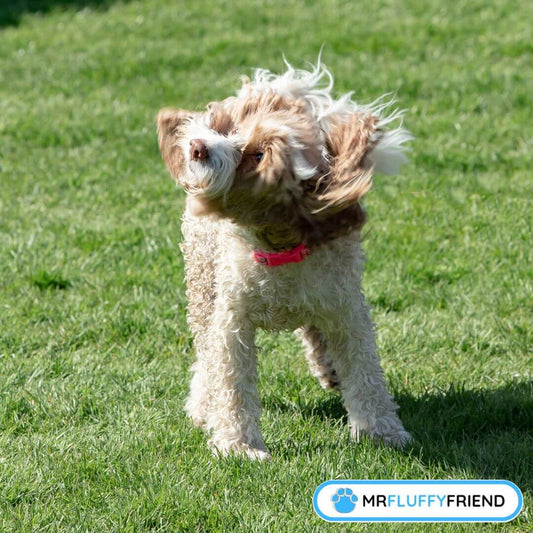 dogs ear itching and head shaking