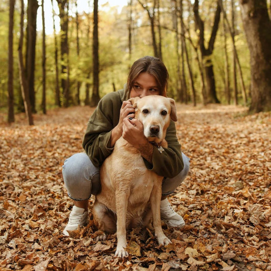 fall season guide for dog owners