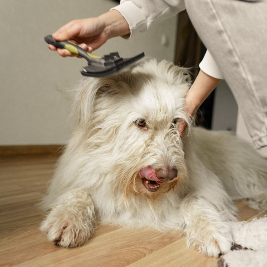 how to groom dogs