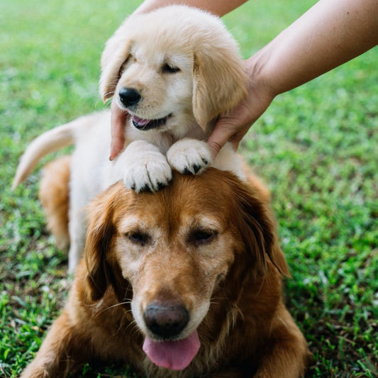 getting a second dog tips