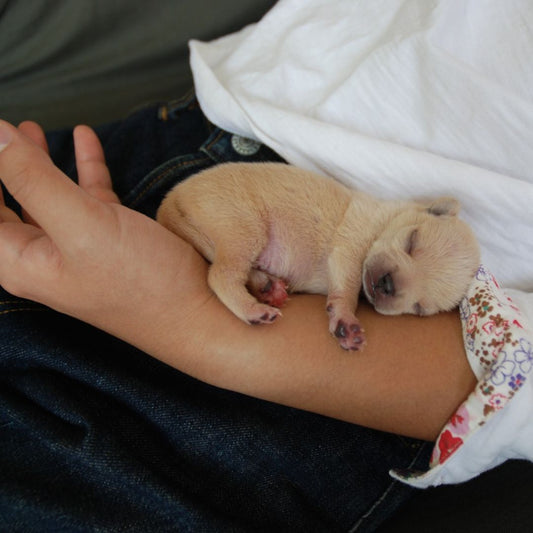 tips for bringing a new puppy home