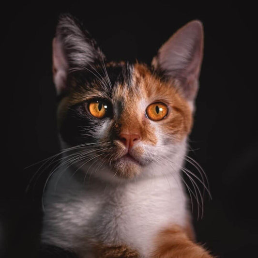 how to keep an outdoor cat from running away orange and white