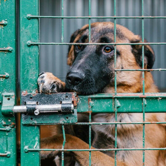 homeless dog facts dog in cage