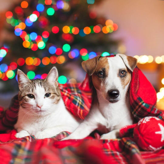 Christmas gift ideas for pets