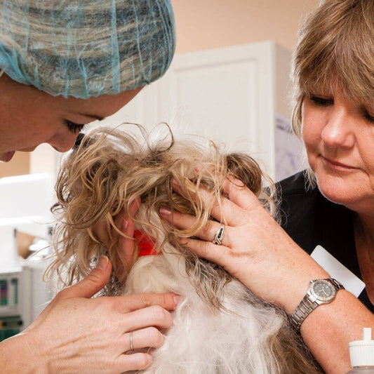 should I put my old dog through surgery