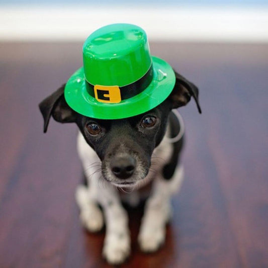 st. patrick's day with pets