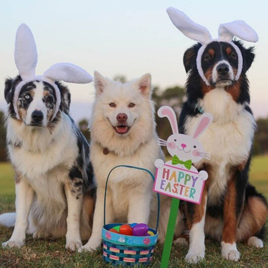 easter activities for pets