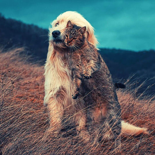 Dog Breeds That Get Along With Cats