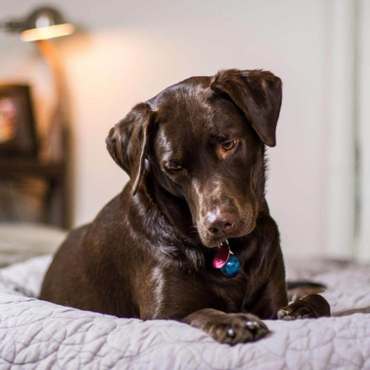 why does my dog sleep in my bed